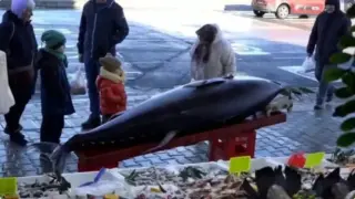 Рекорден улов в Черно море: Извадиха 353-килограмова риба, килото е 8 евро