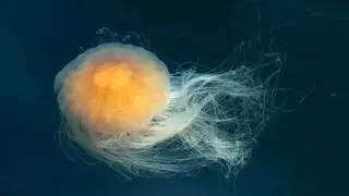 Медуза с невероятни размери се крие в океана, тя е по-голяма от син кит Видео