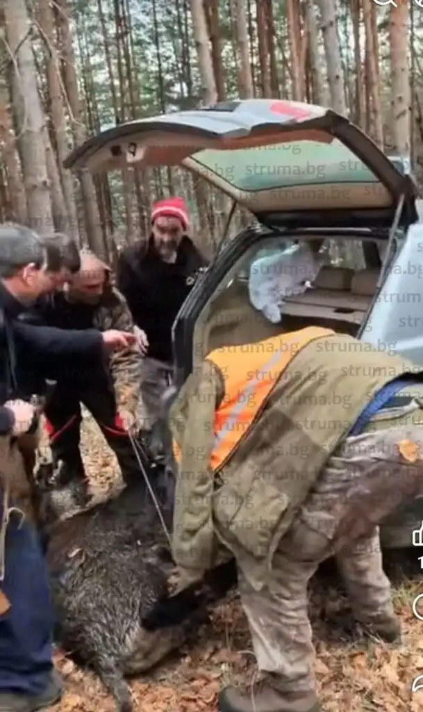 Авджии от Пиринско откриха евросезона със 160-кг. звяр Снимки