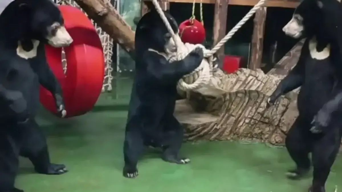 Тези мечки са във възторг от новата си играчка Видео