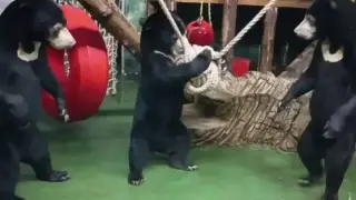 Тези мечки са във възторг от новата си играчка Видео