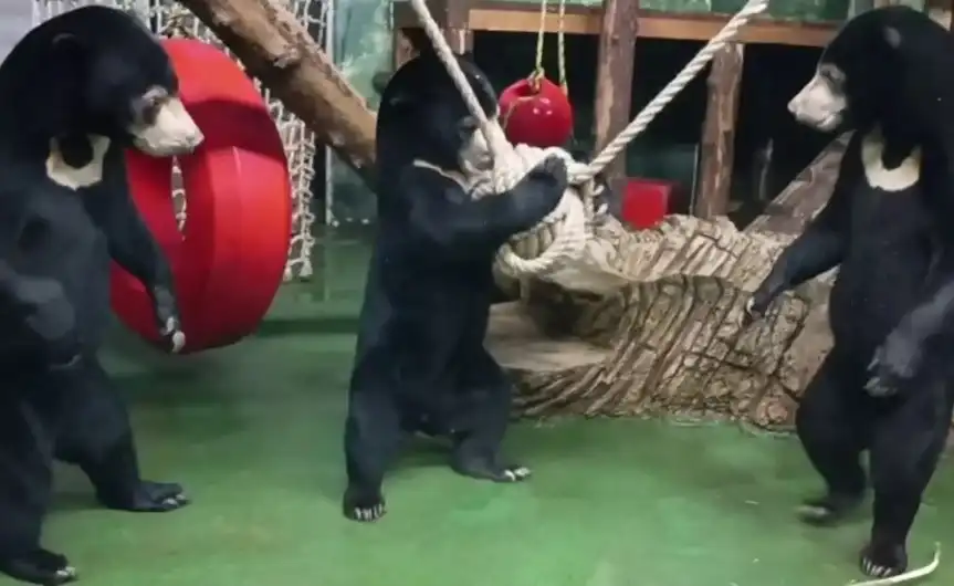 Тези мечки са във възторг от новата си играчка Видео