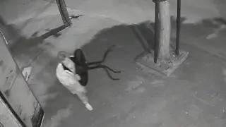 В България май вече всичко се краде Снимки