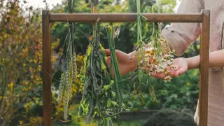 В помощ на метаболизма: Тези билки правят чудеса