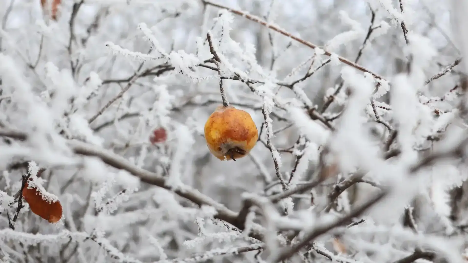 Свиреп студ сковава цяла България в понеделник, градусите падат до...
