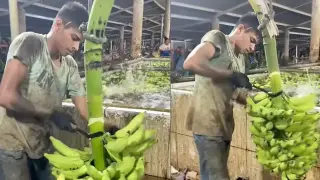 Кадри показват измиването на бананите преди продажба