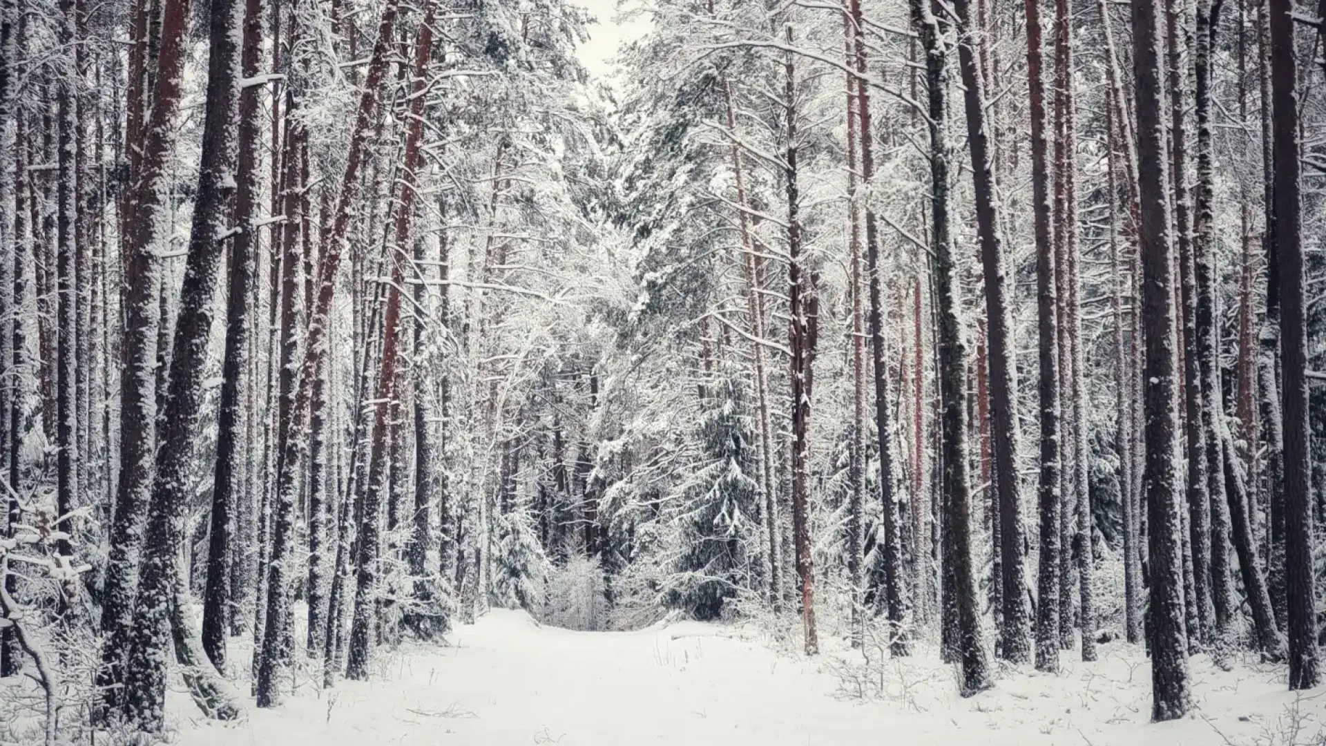 Адски студ сковава половин България