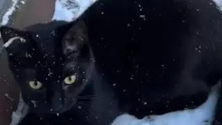 Котка видя сняг за първи път и направи нещо, което никой не очакваше
