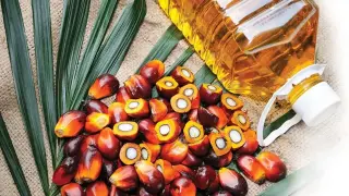 Учените намериха алтернатива на палмовото масло, която може да спаси тропическите гори