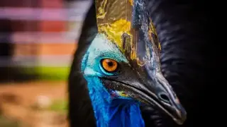 Най-опасната птица в света: мит, страх и дивата истина