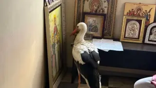 Медицинска сестра от Бургас разплете мистерията с открития в параклис щъркел