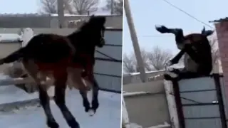 Конче дръзко прескочи ограда и разсмя мрежата