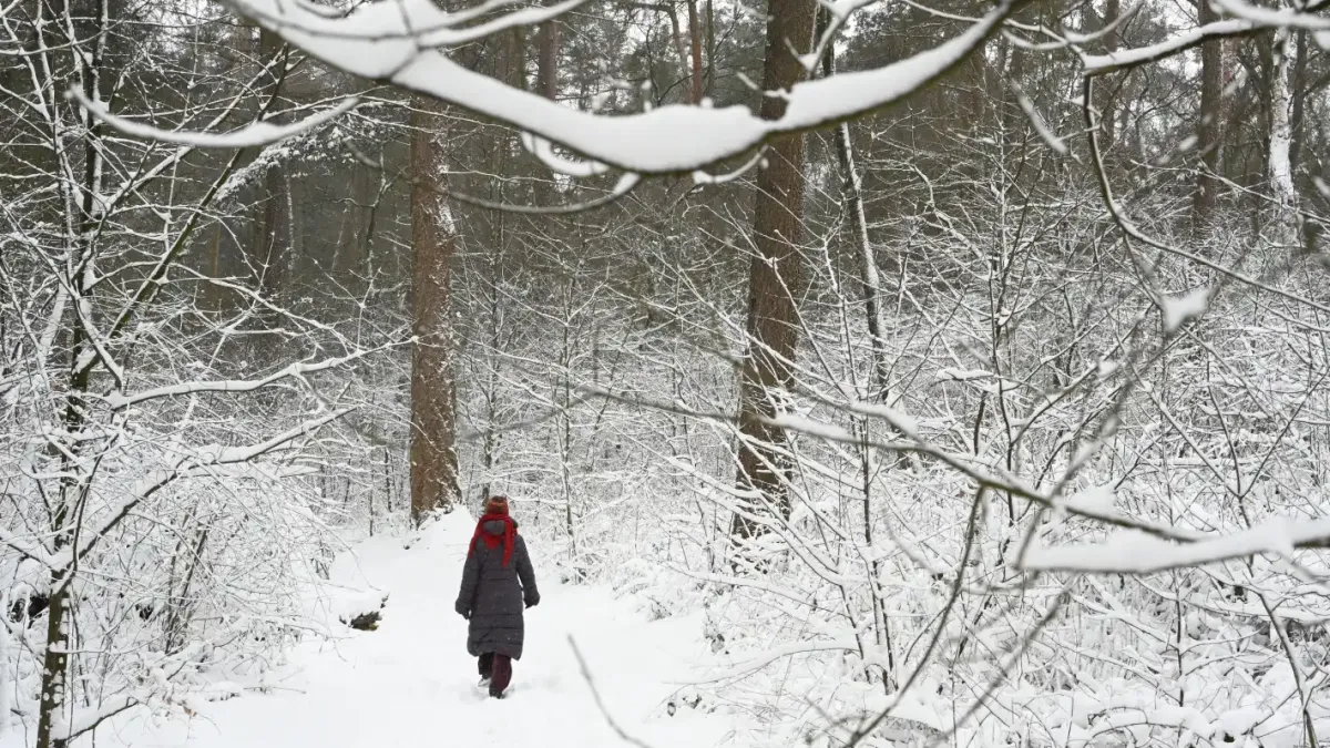 Леден кошмар: Жена се изгуби край Дулово и остана през нощта в студената гора