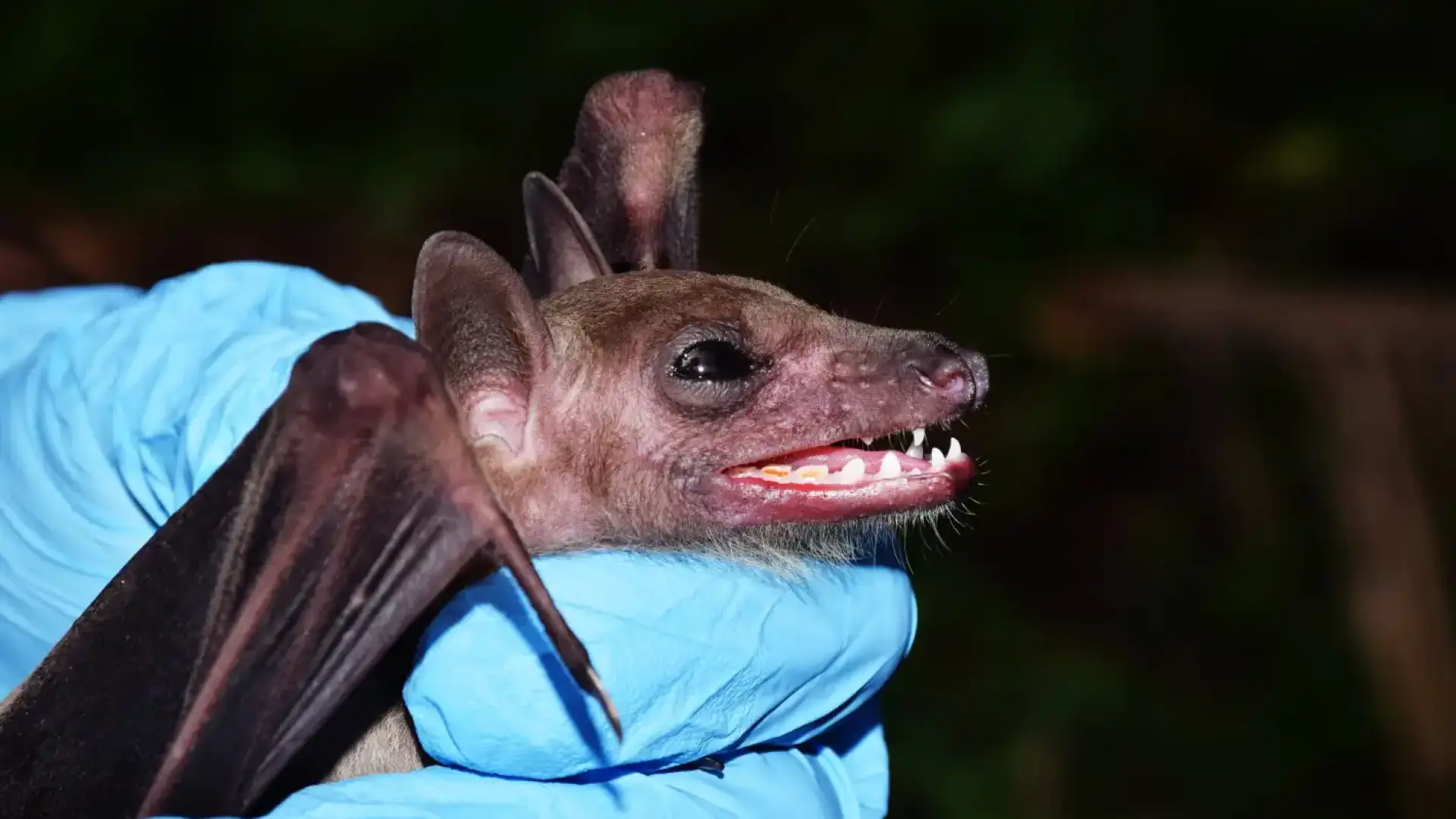 Учени откриха рядък вид прилеп в наша пещера