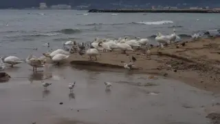 Те са зимната атракция на Варна, идват чак от Скандинавия Снимки