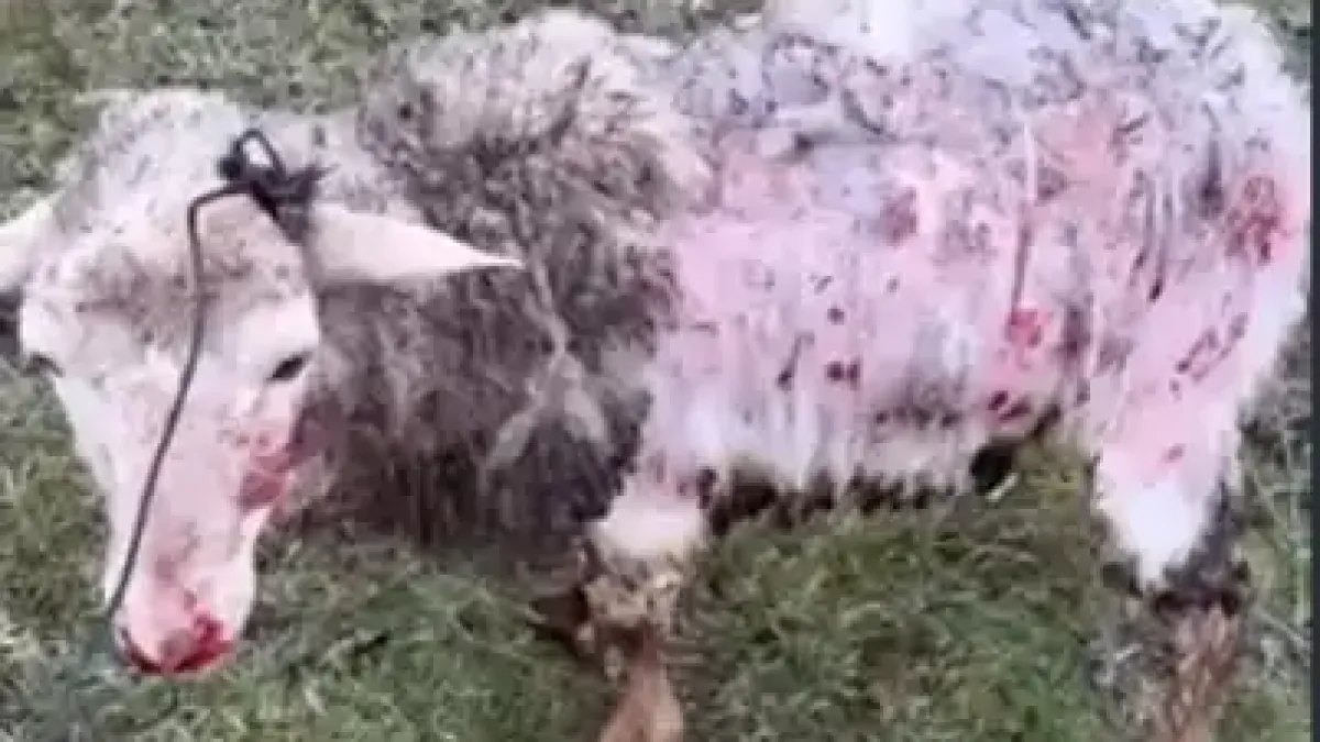 Бездомни кучета обезобразяват и сеят страх в наше село