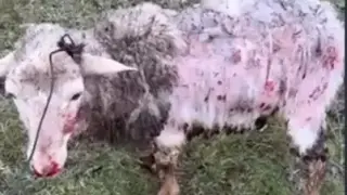 Бездомни кучета обезобразяват и сеят страх в наше село