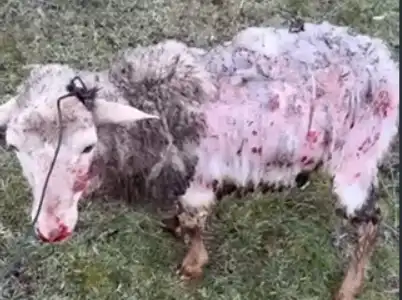 Бездомни кучета обезобразяват и сеят страх в наше село