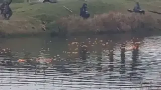 "Фреш" в Тунджа: Защо мъж изсипва цитруси от мост