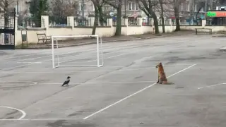 Красива лисица и врани изненадаха децата в столично училище Снимки