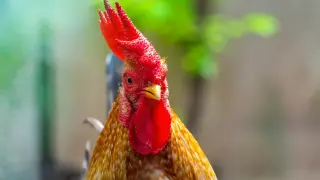 Петльовден е! 15 любими имена черпят, спазва се строга забрана за работа и секс