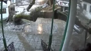 Най-голямото и старо дърво в света обител край морето се сгромоляса с трясък
