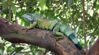 Заради градусите: Това животно пада от дърветата във Флорида