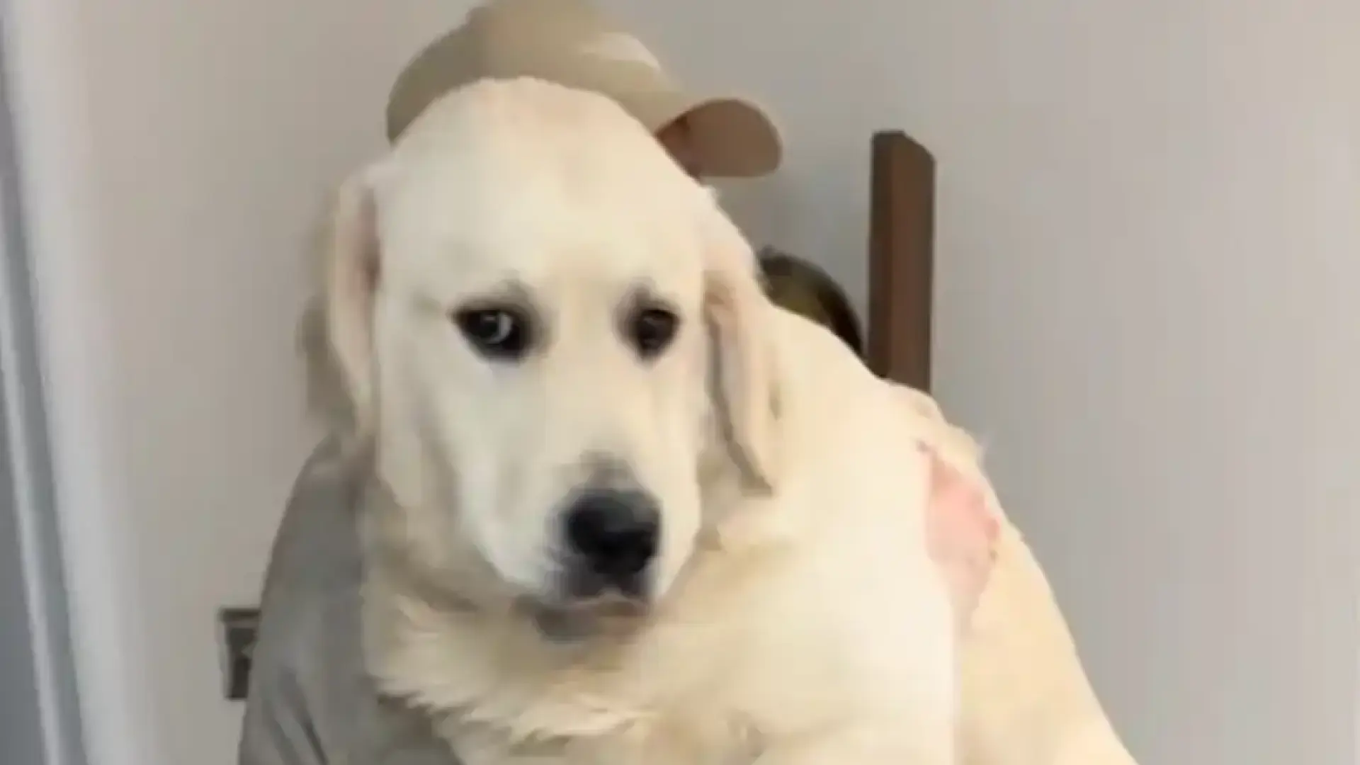 Двойка реши да претегли 7-месечното си кученце и резултатът ги смая