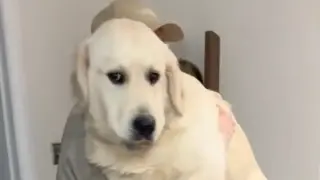 Двойка реши да претегли 7-месечното си кученце и резултатът ги смая