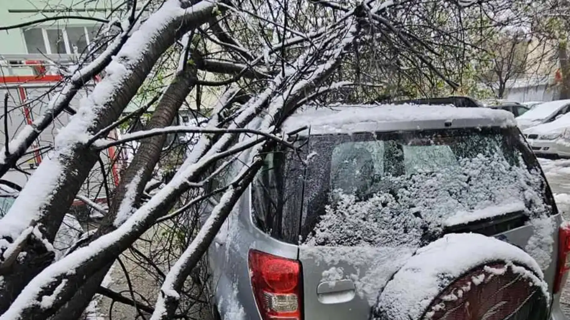 Зимен кошмар в Пловдив: Паднали дървета трошат автомобили Снимки