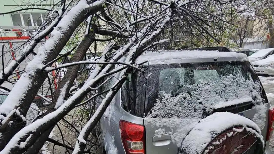 Зимен кошмар в Пловдив: Паднали дървета трошат автомобили Снимки