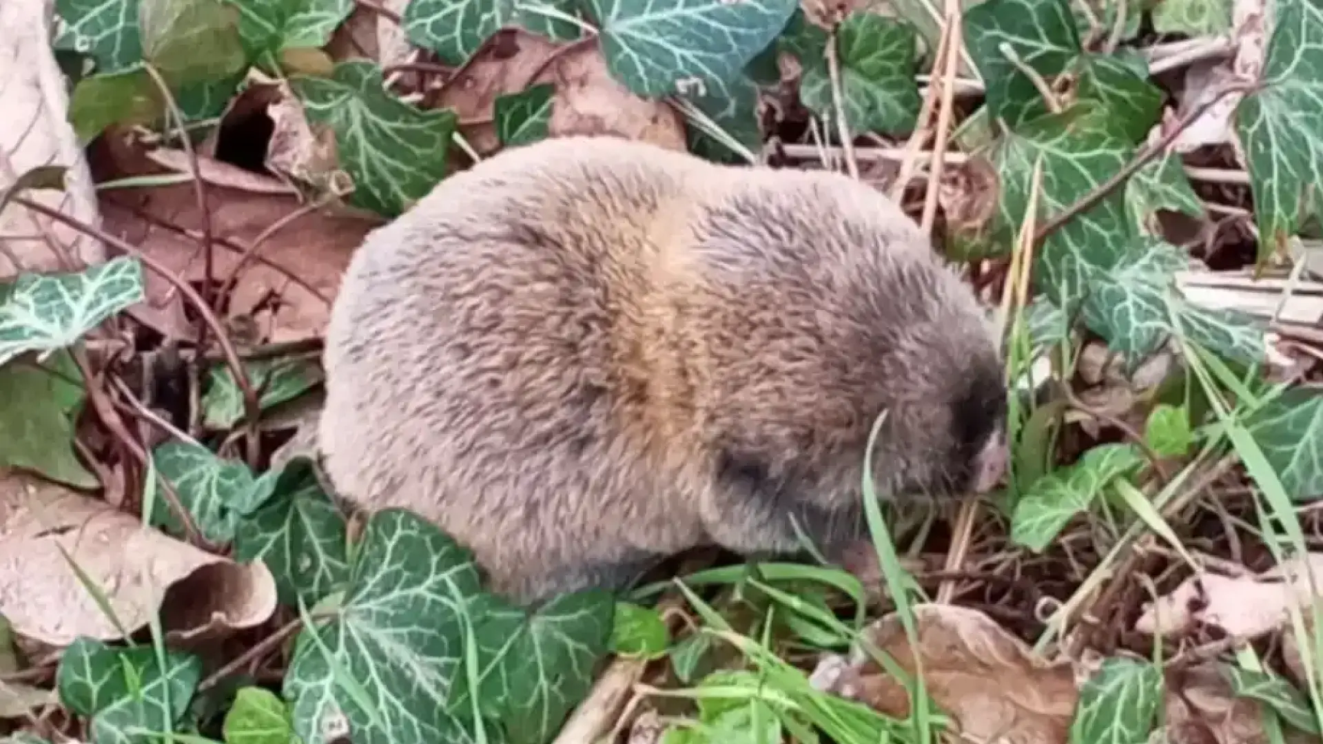Какво е това пухкаво чудо, появило се край Стара Загора? Снимка