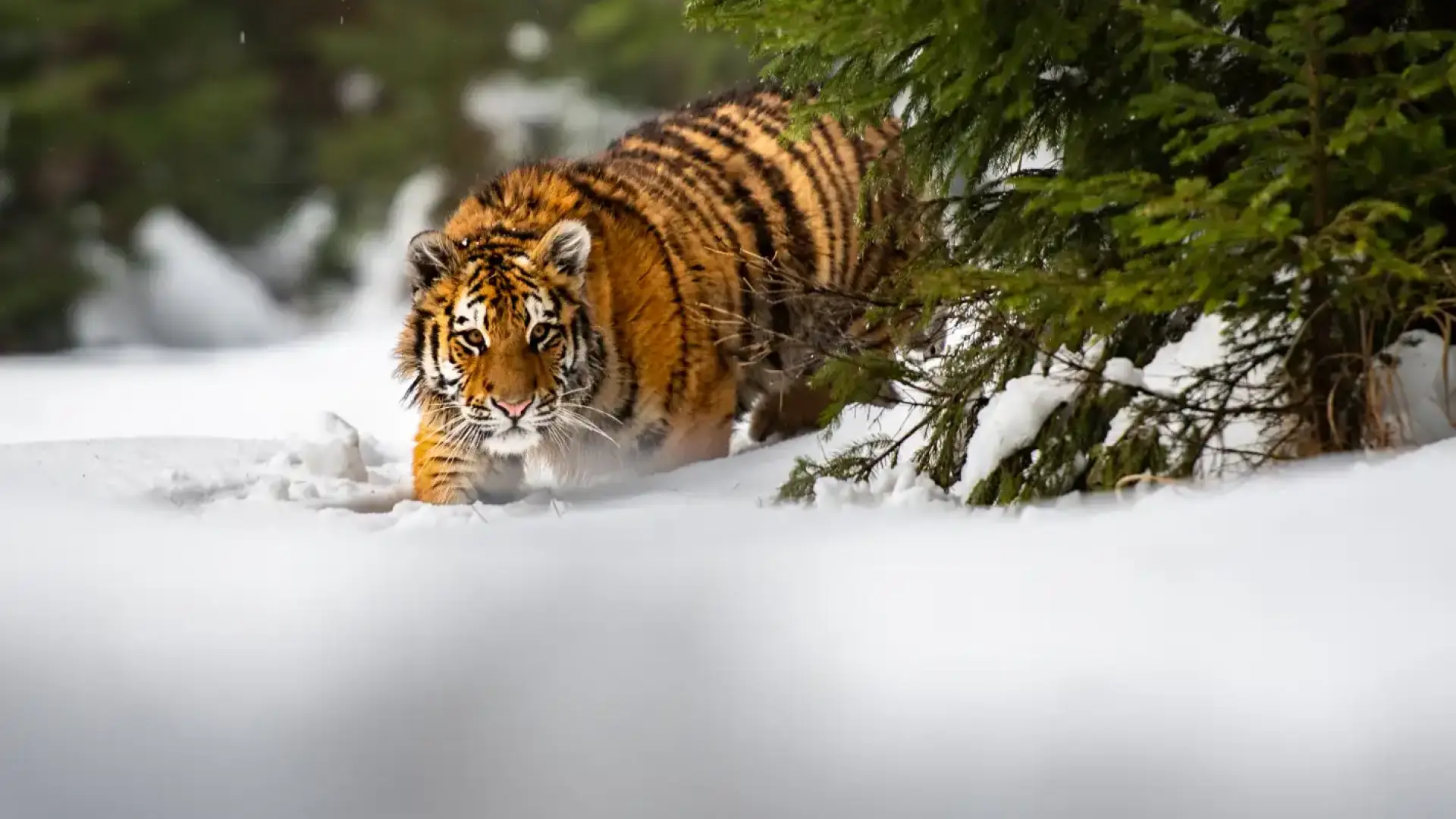 Заснеха сибирски тигър в частен двор близо до Търговище