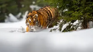 Заснеха сибирски тигър в частен двор близо до Търговище