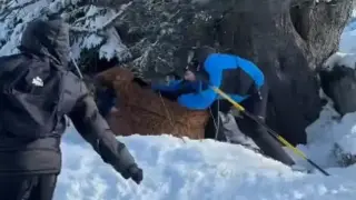Невиждан сеир в световноизвестен курорт: Спукаха Чубака от бой