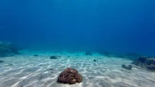 Предупреждение! Тъмни вълни убиват живота на дъното на океана, рискът е и за хората