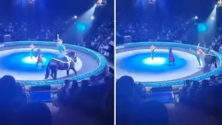Акробат си счупи крака, след като падна от кон в цирк 18+
