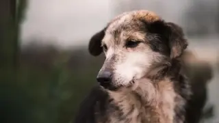 Осъдиха мъж за жестоко убийство на куче в Рила