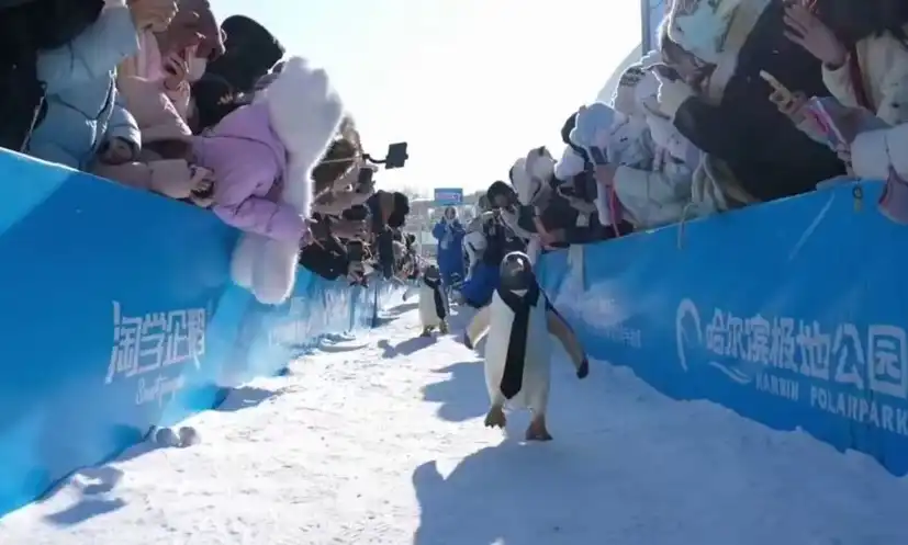 Вижте как премина ежегодният парад на пингвините