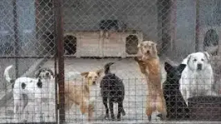 Oпасно и заразно заболяване плъзна по кучетата в Шумен