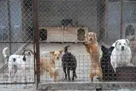 Oпасно и заразно заболяване плъзна по кучетата в Шумен