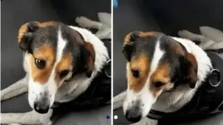 Куче си хвана влака от София, ето къде слезе
