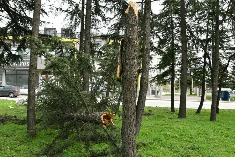 Ураганен вятър кърти мазилки и поваля дървета в 2 наши града, десетки сигнали за щети Снимки