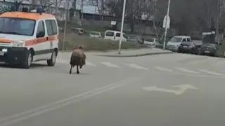 "Мисията невъзможна": Такова чудо по улиците на Търново не се вижда всеки ден