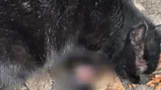 Простреляха любима котка в Бургас