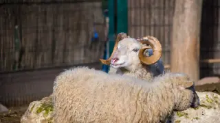Подивял коч нападна жена в Добринище, тя се бори за живота си