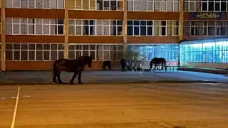 Необичайна гледка в софийско училище възмути родители и съседи Снимки