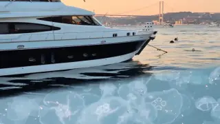 Хиляди медузи и боклуци оцветиха Босфора в бяло