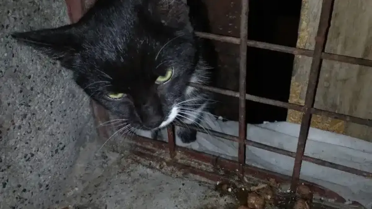 Пловдивски полицаи спасиха гладно коте