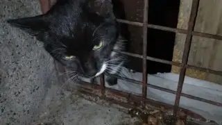 Пловдивски полицаи спасиха гладно коте